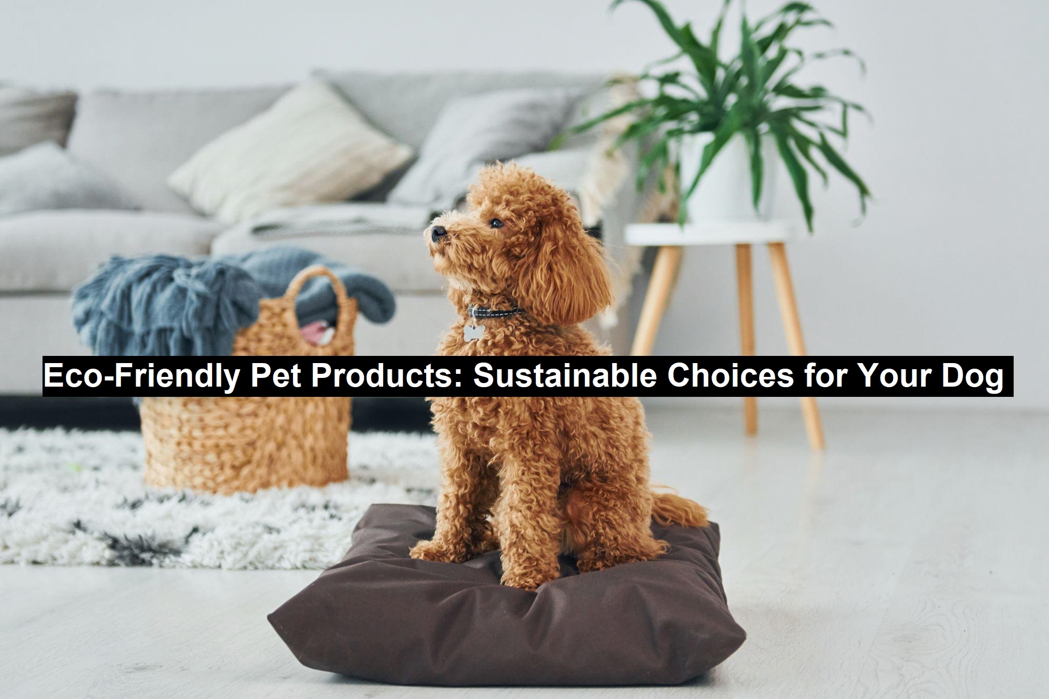 Eco-Friendly Pet Products: Sustainable Choices for Your Dog